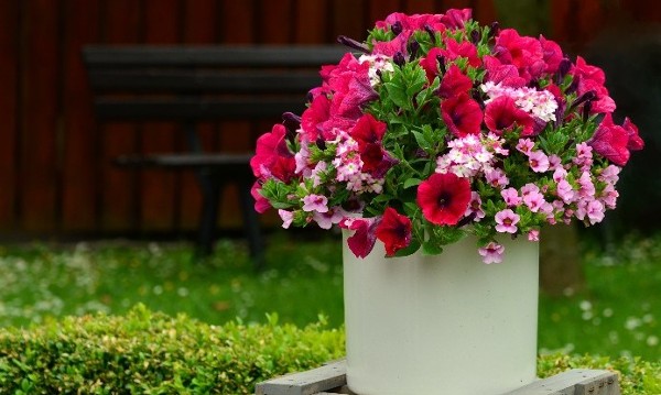 PLANTING SUMMER CONTAINERS