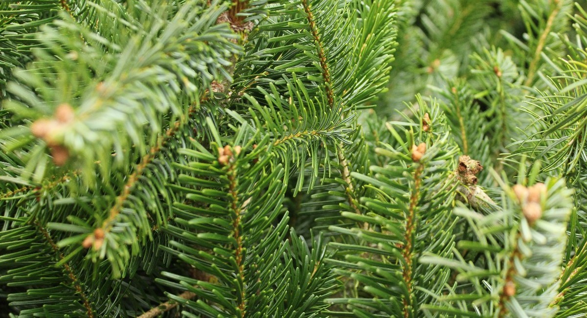 Choosing and caring for your Fresh Tree