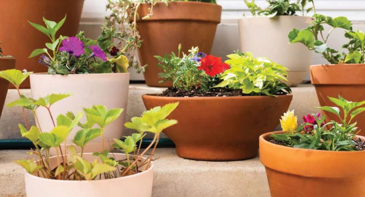 Flower Pot Planting Steps and Helpful Tips!