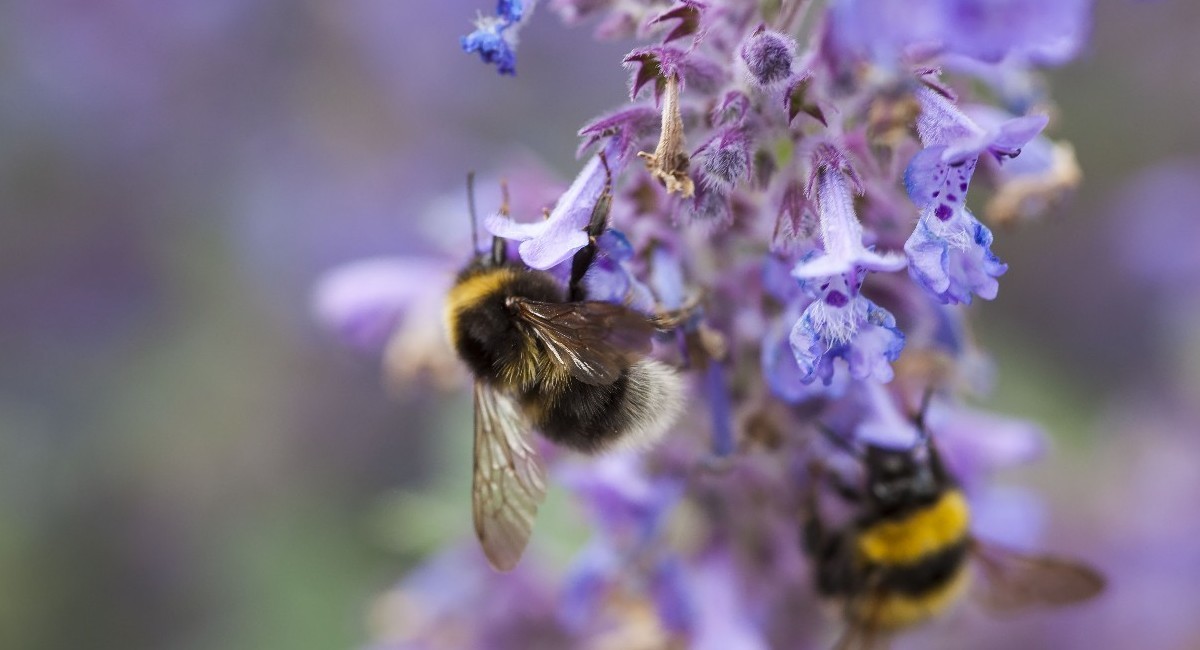 Getting Your Pollinator Friendly Gardens Ready 