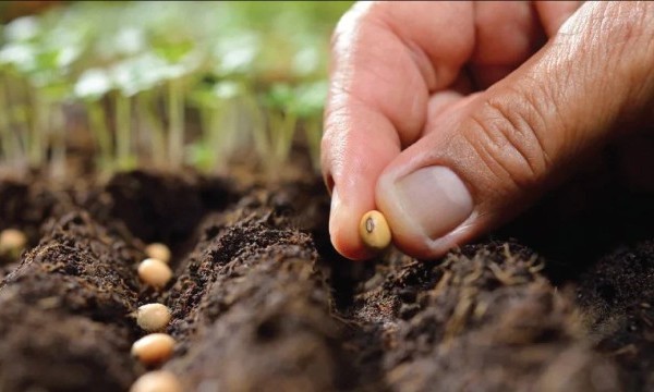 Our Guide to sowing your Spring Seeds indoors!