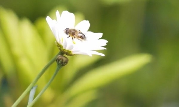 ATTRACTING BEES & BUTTERFLIES