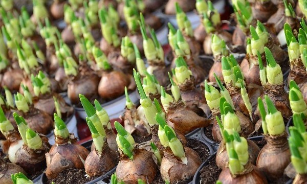 Bulb Planting in Ireland -  A Complete Guide to Blub Planting