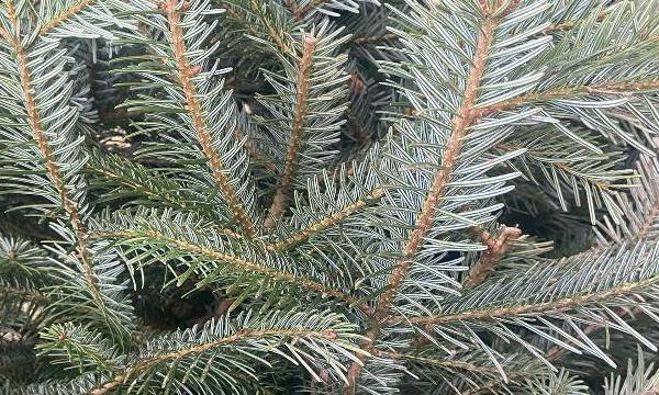 Keeping Your Nordman Fir Christmas Tree Fresh