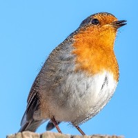 Birdcare Webinar