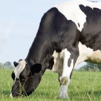 Introducing Bandon Co-op’s Dairy Primer Range