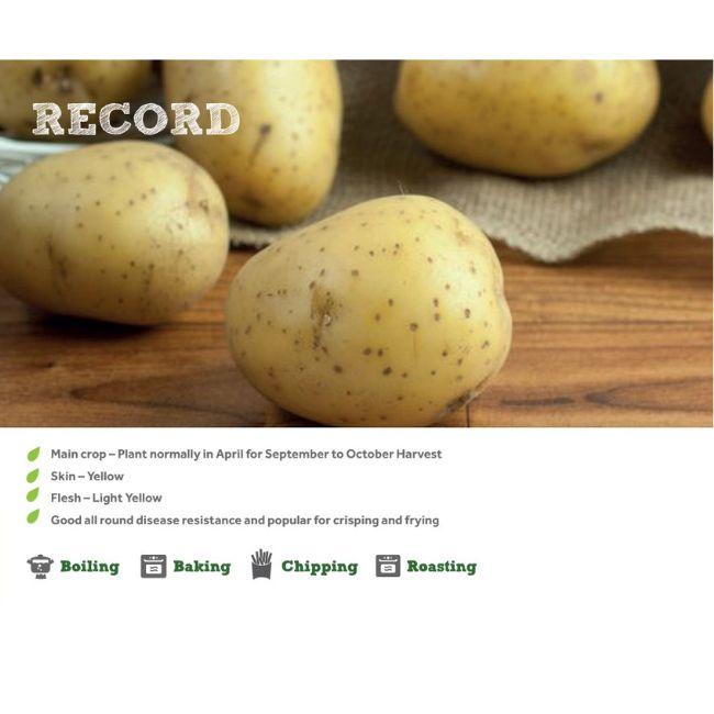 RECORD SEED POTATOES 2KG