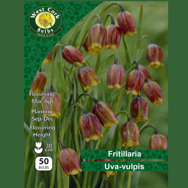 FRITILLARIA UVA-VULPIS 50 BULBS PACK 6/7