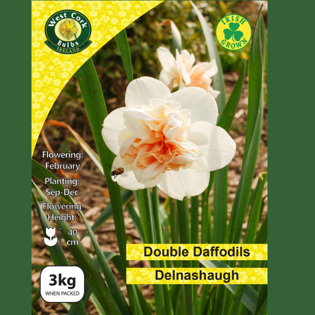 DELNASHAUGH DOUBLE DAFFODILS 3KG NET 12/14