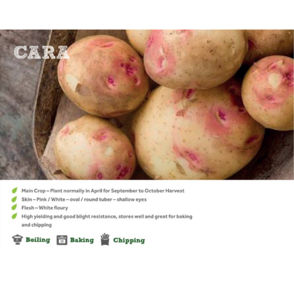 CARA SEED POTATOES 2KG