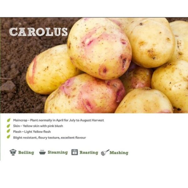CAROLUS SEED POTATOES 2KG