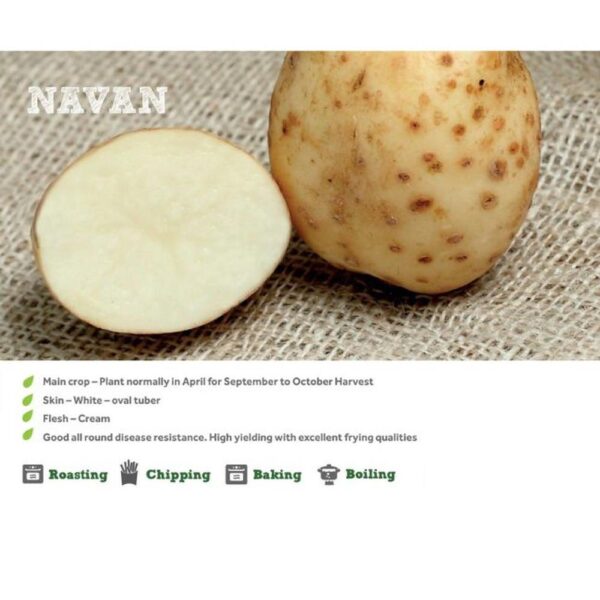 NAVAN SEED POTATOES 2KG