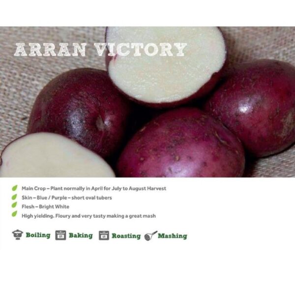 ARRAN VICTORY SEED POTATOES 2KG
