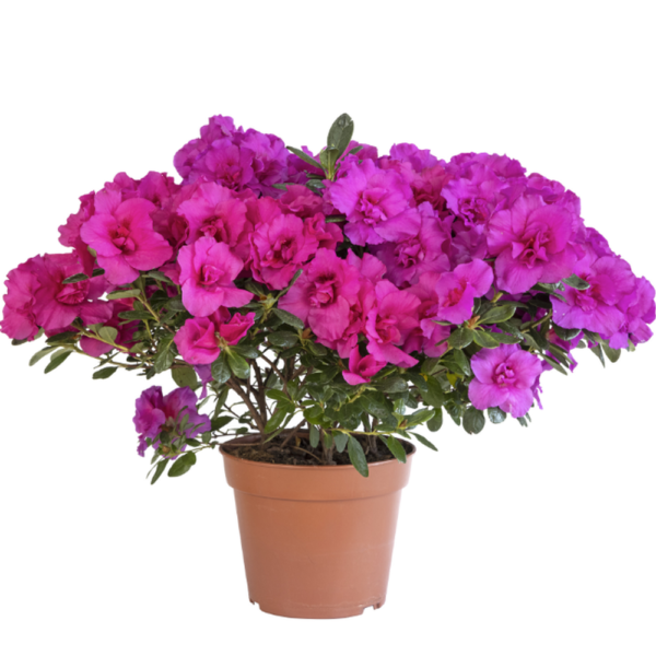 AZALEA JOPONICA