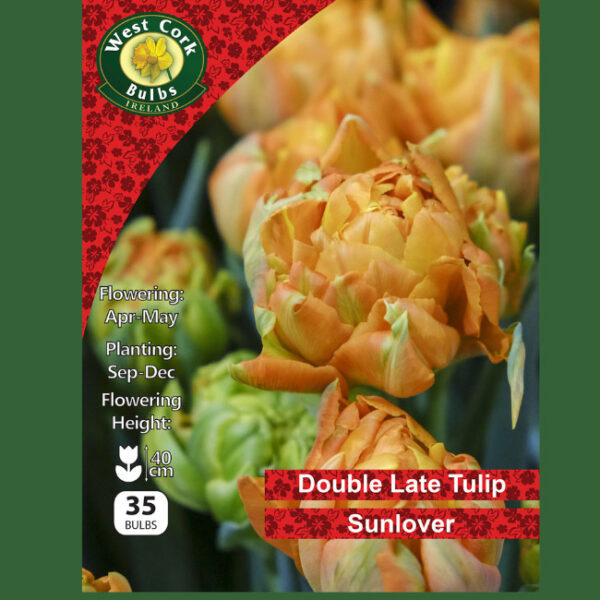 TULIP DOUBLE SUNLOVER 35 BULBS NET 11/12