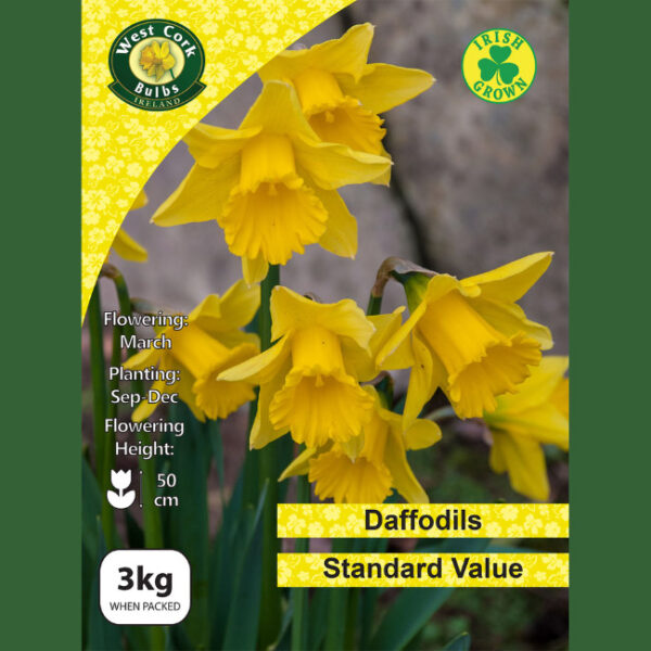 STANDARD VALUE DAFFODILS 3KG NET 12/14