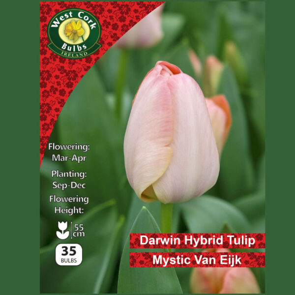 TULIP DARWIN 'MYSTIK VAN EIJK' 35 BULBS PREPACK 11/12