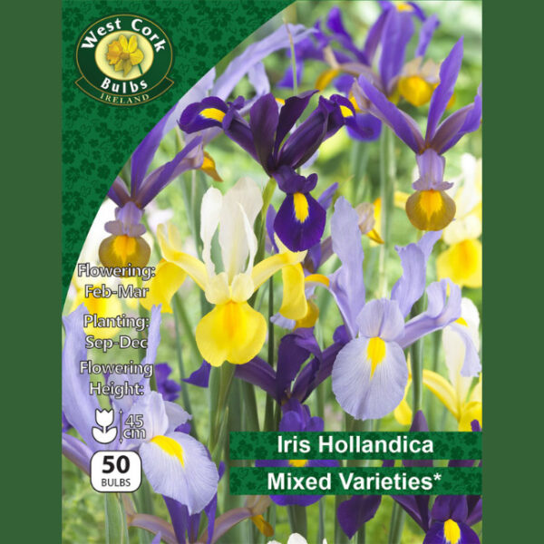 IRIS HOLLANDICA MIXED VARIETIES 50 BULBS 7/8