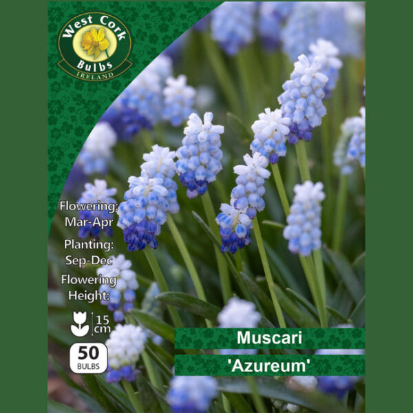 MUSCARI ARMENIACUM 'AZUREUM' 50 BULBS PACK