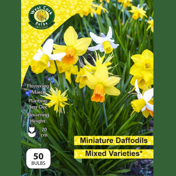 MIX MINIATURE DAFFODILS 50 BULBS NET 10/12