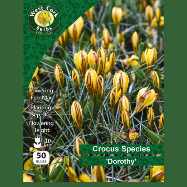 CROCUS SPECIES 'DOROTHY' 50 BULBS PACK 5/7