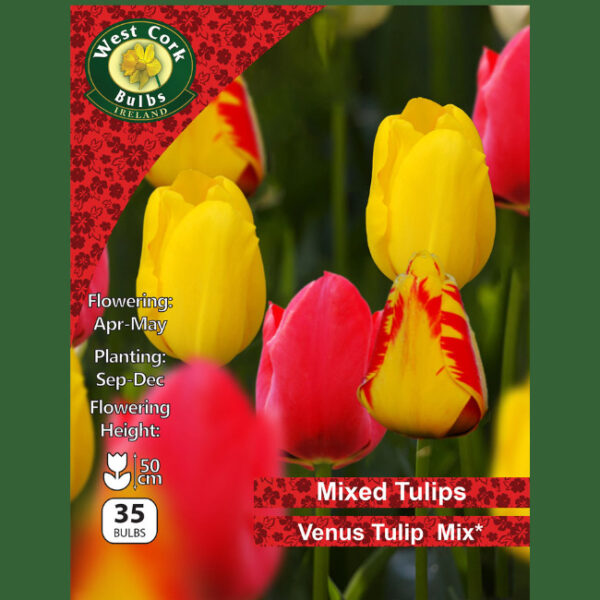VENUS SINGLE TULIP MIX COLLECTION 35 BULBS 11/12