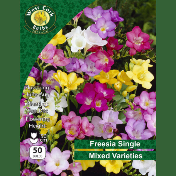 FREESIA SINGLE MIXED 50 BULBS 5/6