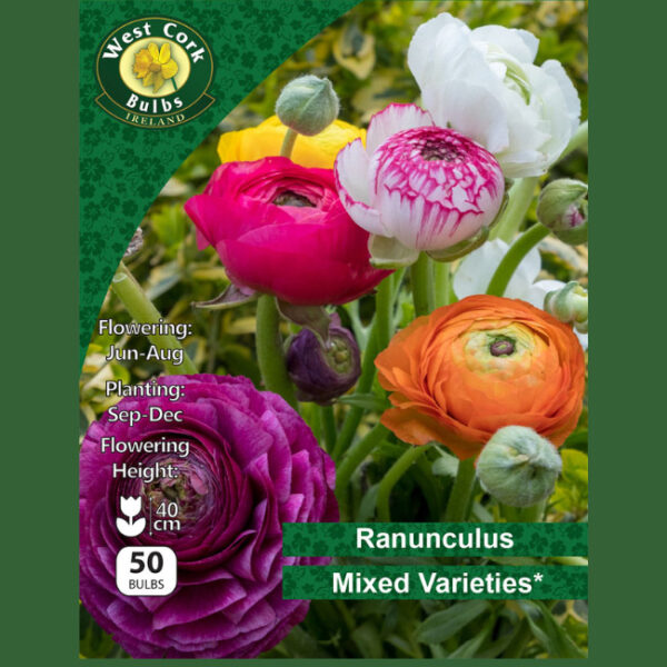 RANUNCULUS ASIATICUS MIXED 50 BULBS 5/6