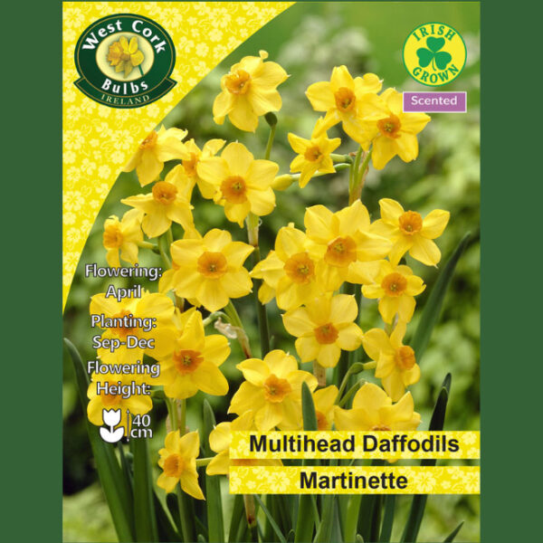 MARTINETTE DAFFODILS 3KG NET 12/14