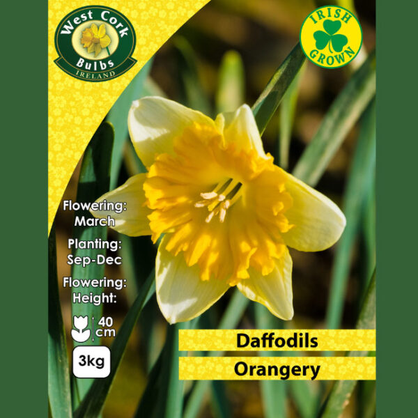 ORANGERY DAFFODILS 3KG NET 12/14