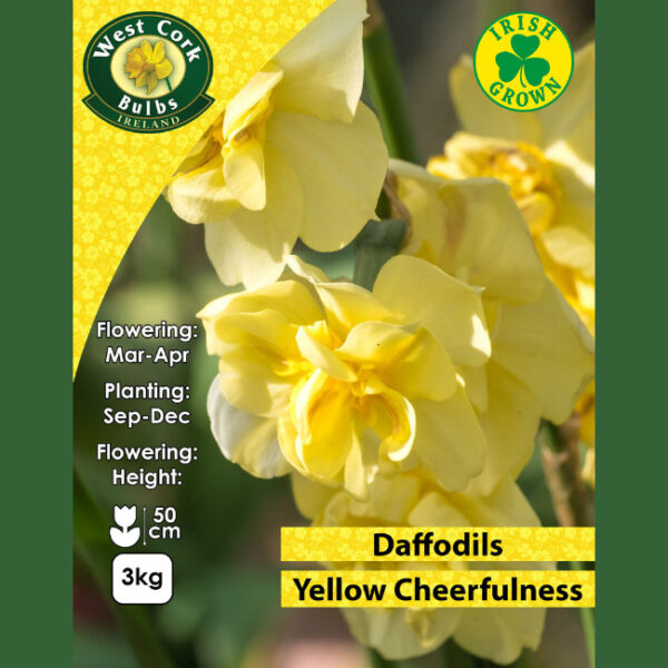 YELLOW CHEERFULNESS DAFFODILS 3KG NET