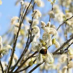SALIZ ALBA 60-90CM 1+1 B/R (WHITE WILLOW)