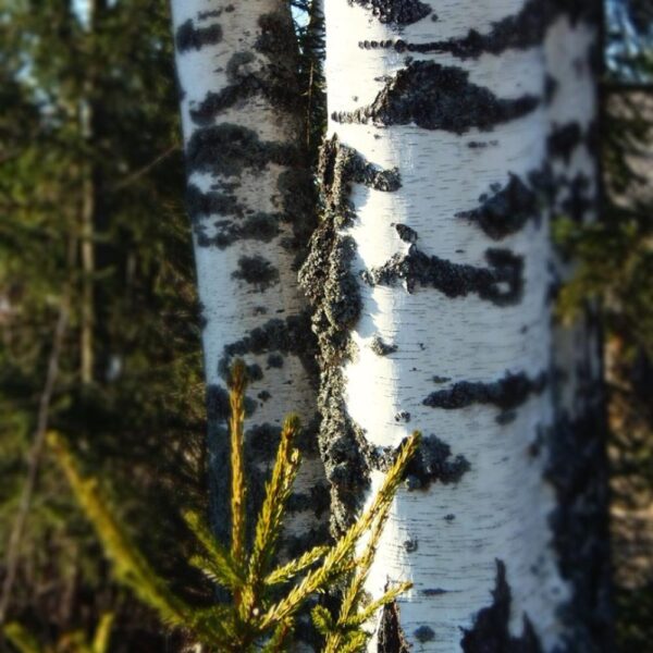 BETULA PENDULA 60-90CM 1+1 B/R (SILVER BIRCH)
