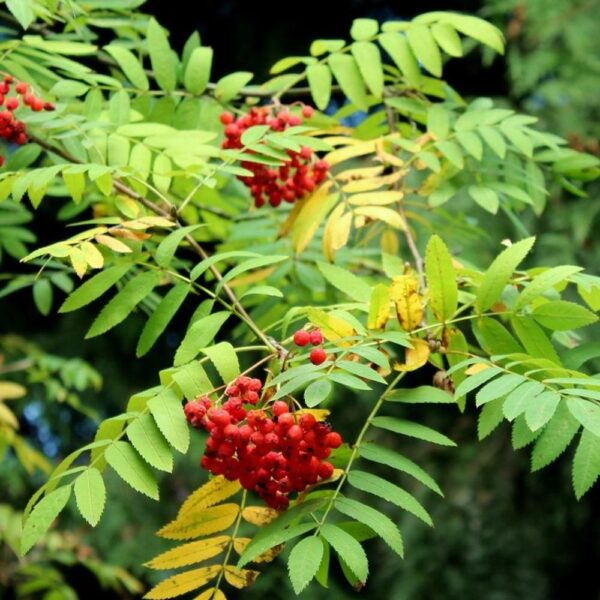 SORBUS AUCUPARIA 60-90CM 1+1 B/R (MOUNTAIN ASH)