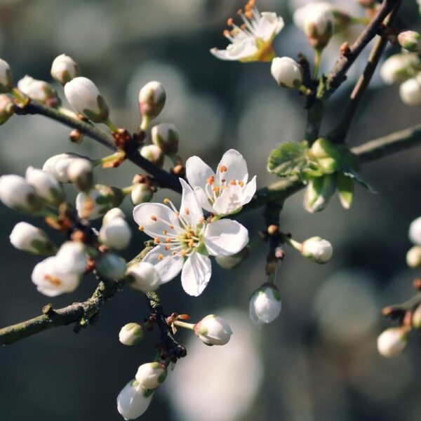PRUNUS SPINOSA 60-90CM 1+1 B/R (BLACKTHORN)