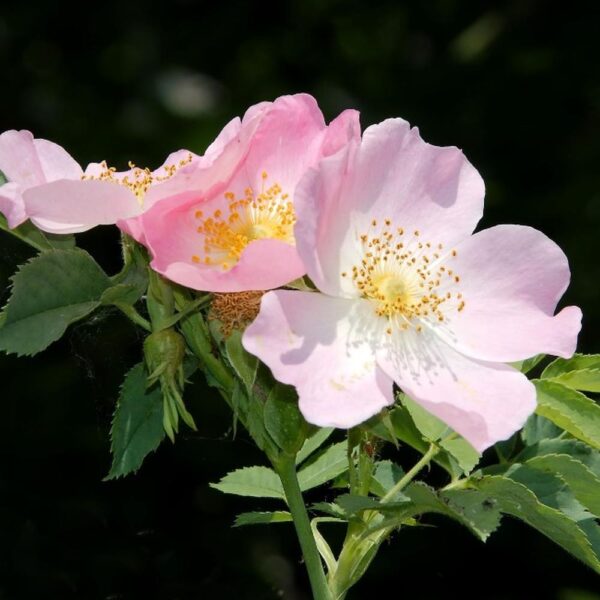 ROSA RUGOSA 40-60CM 1+1 B/R (DOG ROSE)
