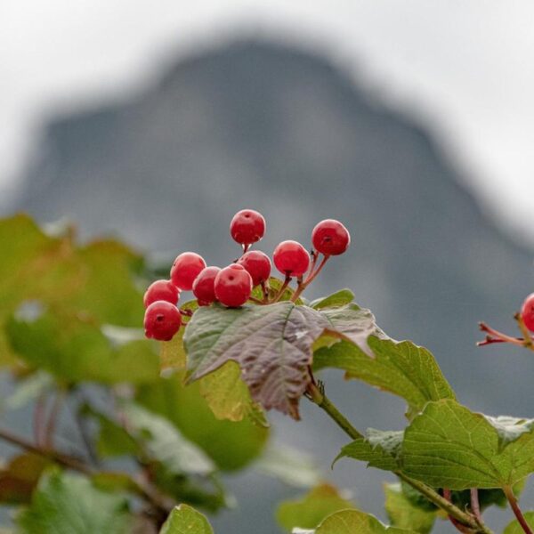 VIBURNUM OPULUS 60-90CM 1+1 B/R (GUELDER ROSE)
