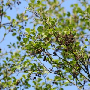 ALNUS GLUTINOSA 60-90CM 1+1 B/R (ALDER)