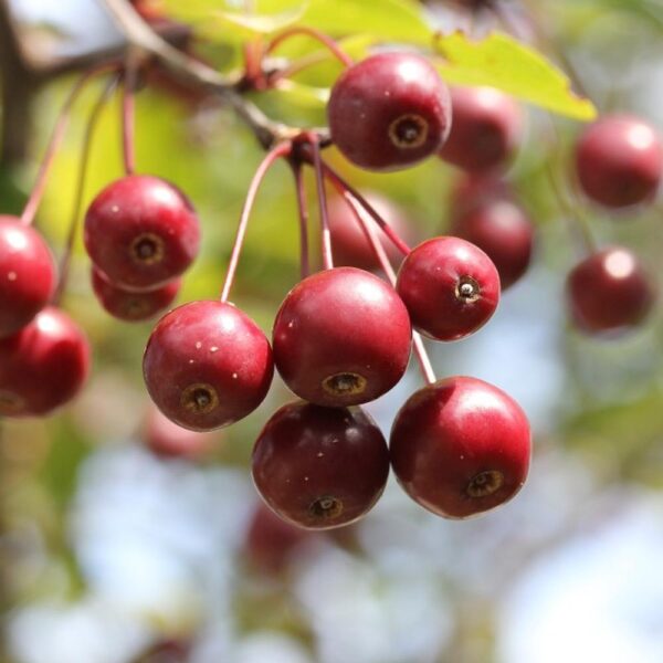 MALUS SYLVESTRIS 60-90CM 1+1 B/R (CRAB APPLE)