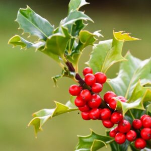 ILEX AQUIFOLIUM 9CM POT (HOLLY)