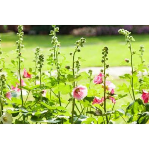 HERBACEOUS 2LTR MIXED VARIETIES