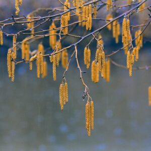 CORYLUS AVELLANA 60-90CM 1+1 B/R (HAZEL)