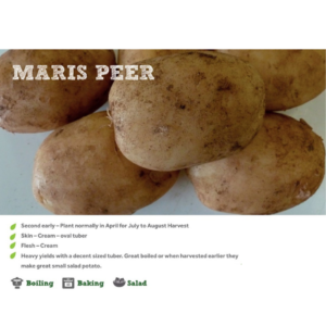 MARIS PEER SEED POTATOES 2KG