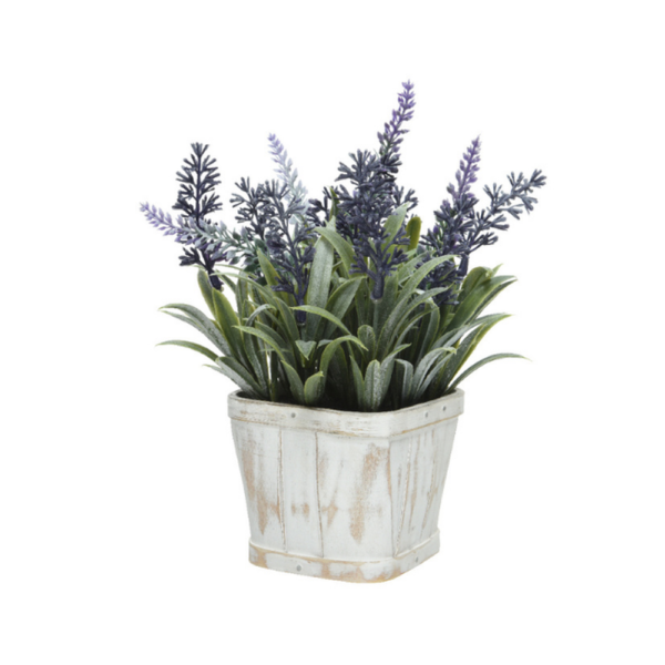 LAVENDER IN POT