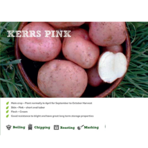 KERR PINK SEED POTATOES 2KG