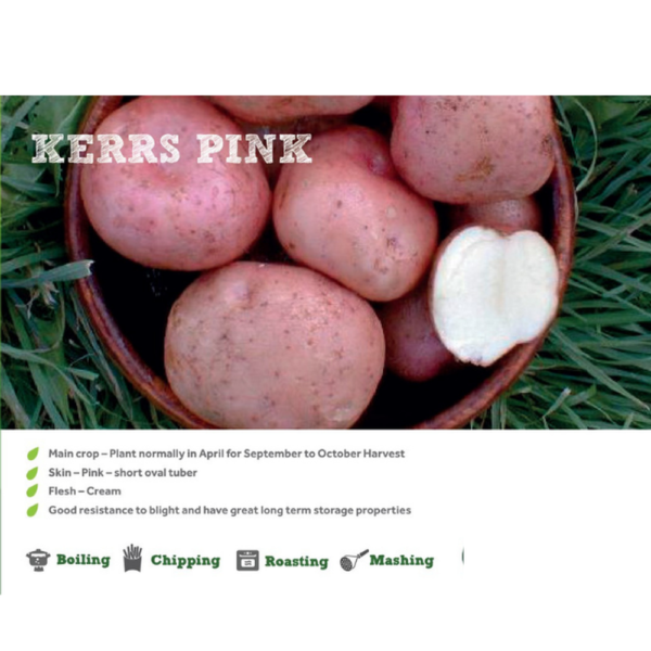 KERR PINK SEED POTATOES 2KG