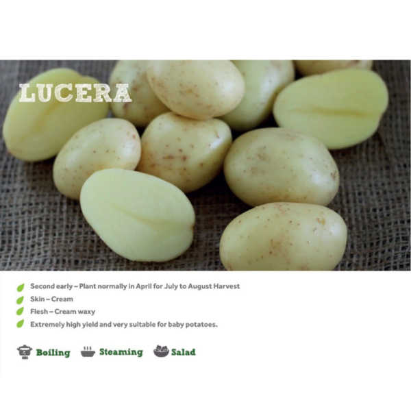 LUCERA SEED POTATOES 2KG