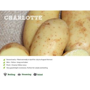 CHARLOTTE SEED POTATOES 2kg