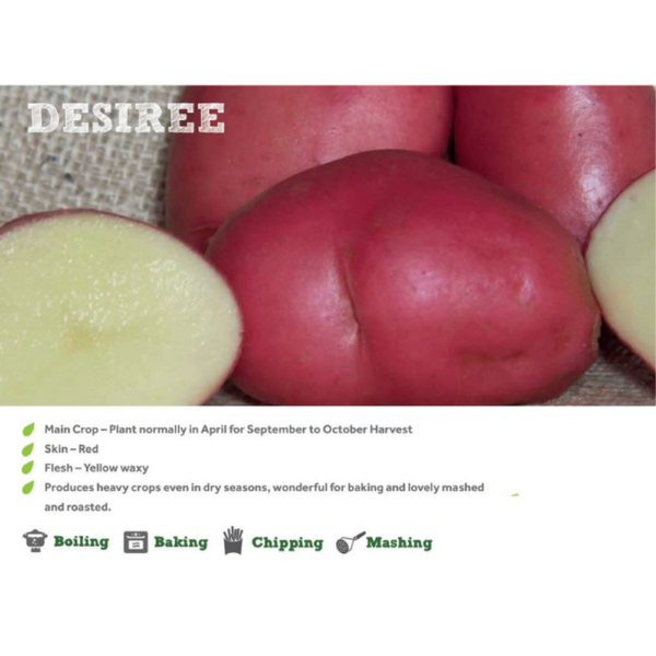 DESIREE 2KG