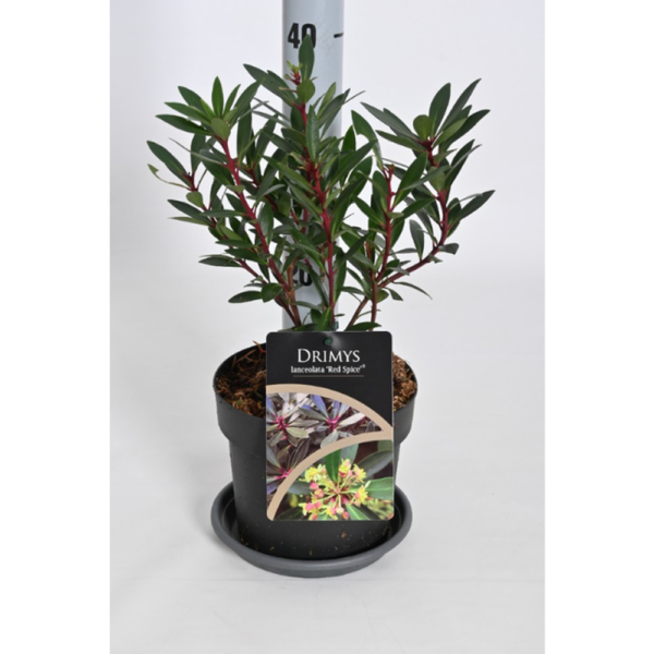DRIMYS LANCEOLATA RED SPICE